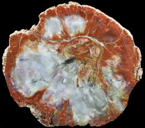 Brilliant, Polished Arizona Petrified Wood Round #52855